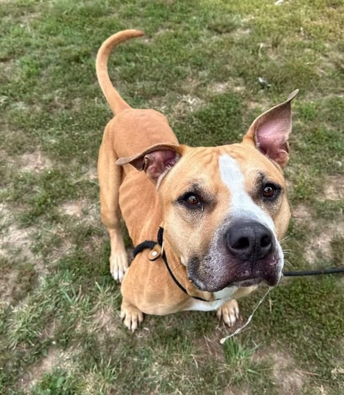 GLADIATOR - Pit Bull Terrier available for adoption