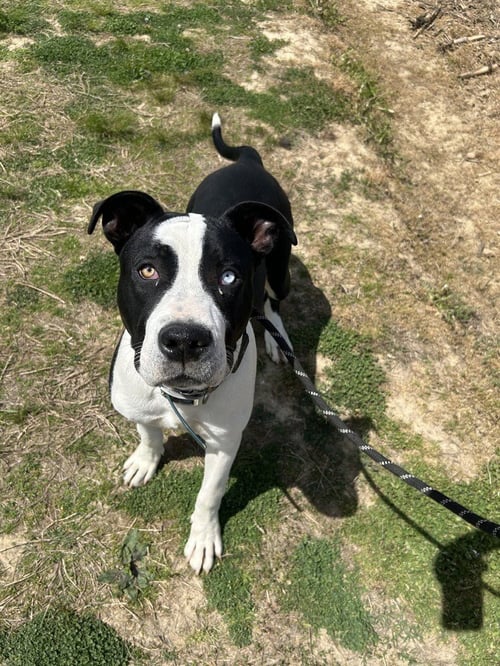 TEVAN - Pit Bull Terrier available for adoption