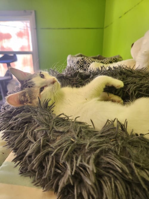 ERIN - Domestic Short Hair available for adoption