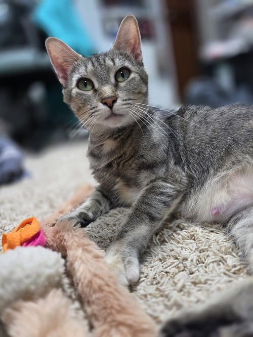 FREYA - Domestic Short Hair for adoption in Evansville