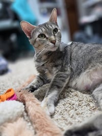 Freya - Photo 2