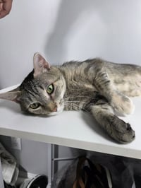 Freya - Photo 3