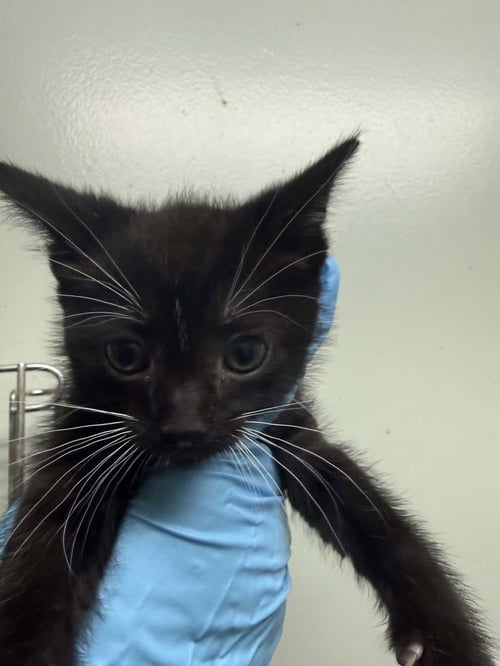CARINO - Domestic Short Hair for adoption in Evansville