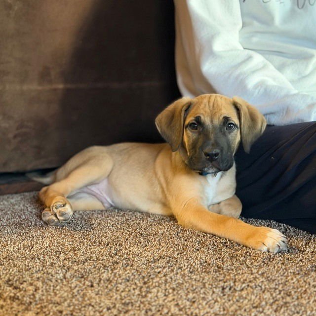 BUZZ - Terrier available for adoption