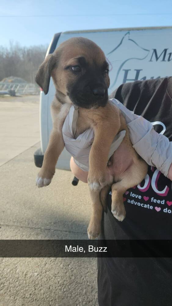 BUZZ - Terrier available for adoption