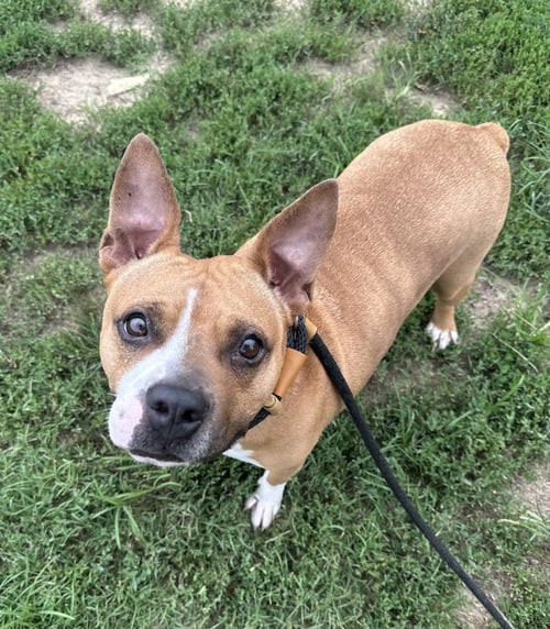 HONEYBUN - Pit Bull Terrier available for adoption