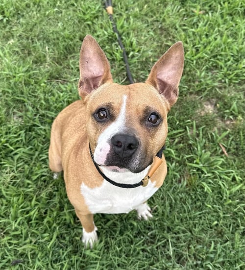 HONEYBUN - Pit Bull Terrier available for adoption