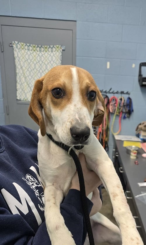 TACO - Beagle available for adoption