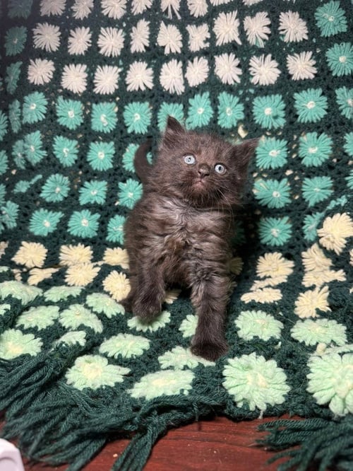 GOOSEBERRY - Domestic Medium Hair for adoption in Evansville