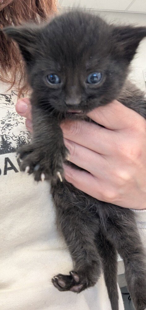 GOOSEBERRY - Domestic Medium Hair available for adoption