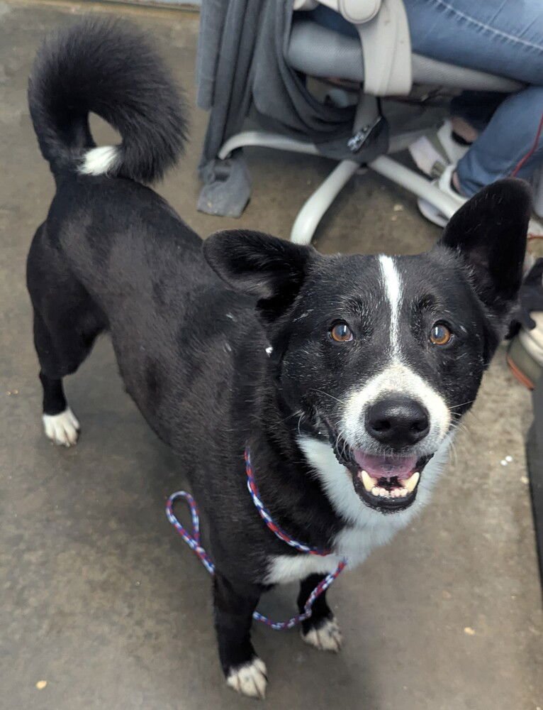HOUDINI - Border Collie available for adoption