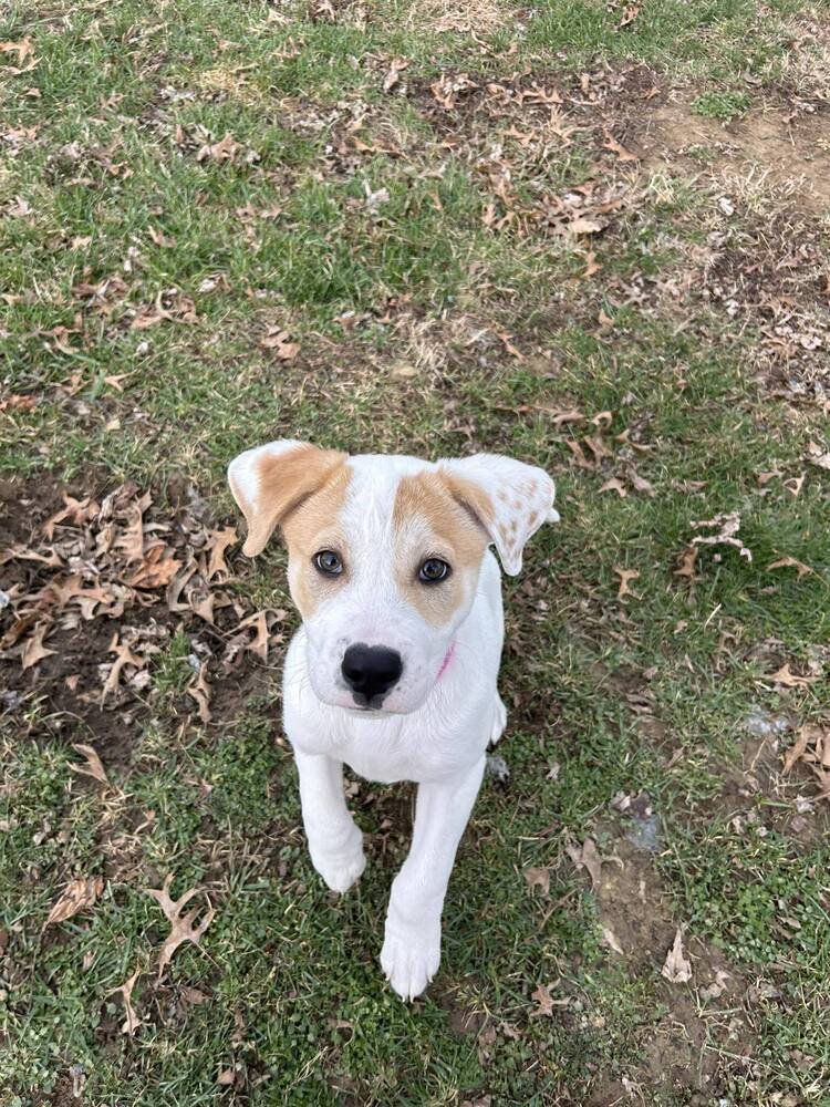 RAYLYNN - American Pit Bull Terrier available for adoption