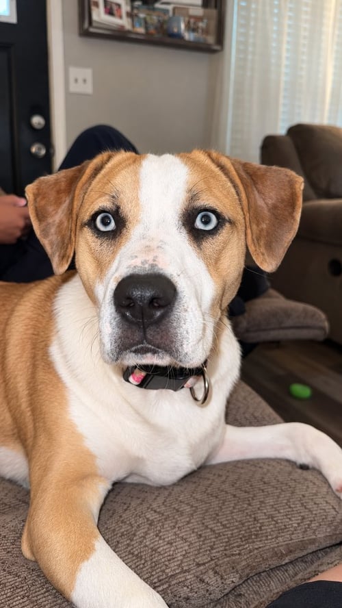 NYLA "RONNIE - American Pit Bull Terrier available for adoption