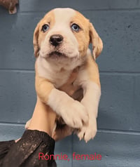 Nyla "Ronnie - Photo 2