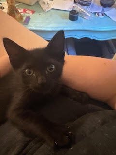 MOLLY MAGPIE - Domestic Short Hair available for adoption