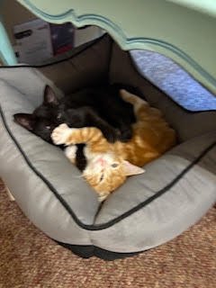 MOLLY MAGPIE - Domestic Short Hair available for adoption
