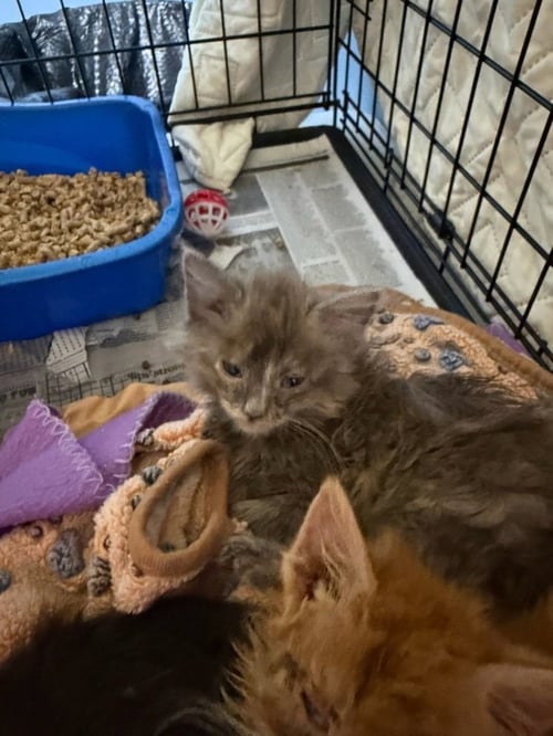 ELAINE - Domestic Medium Hair available for adoption