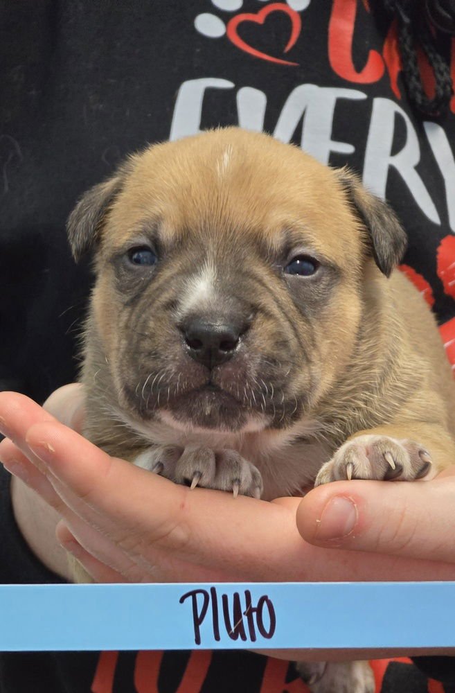 PLUTO - Pit Bull Terrier available for adoption