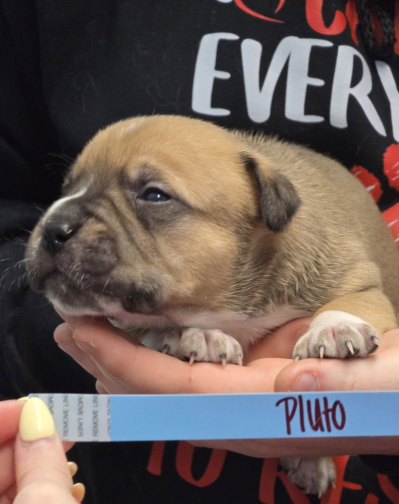 PLUTO - Pit Bull Terrier available for adoption