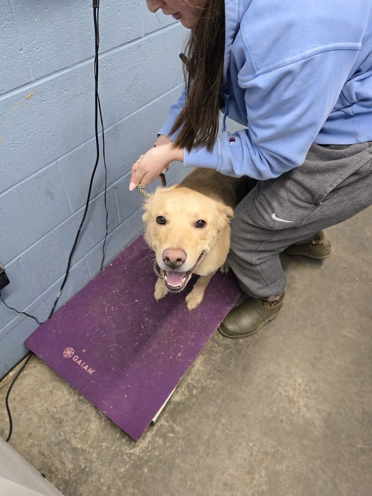 OATS (MAX) - Labrador Retriever available for adoption