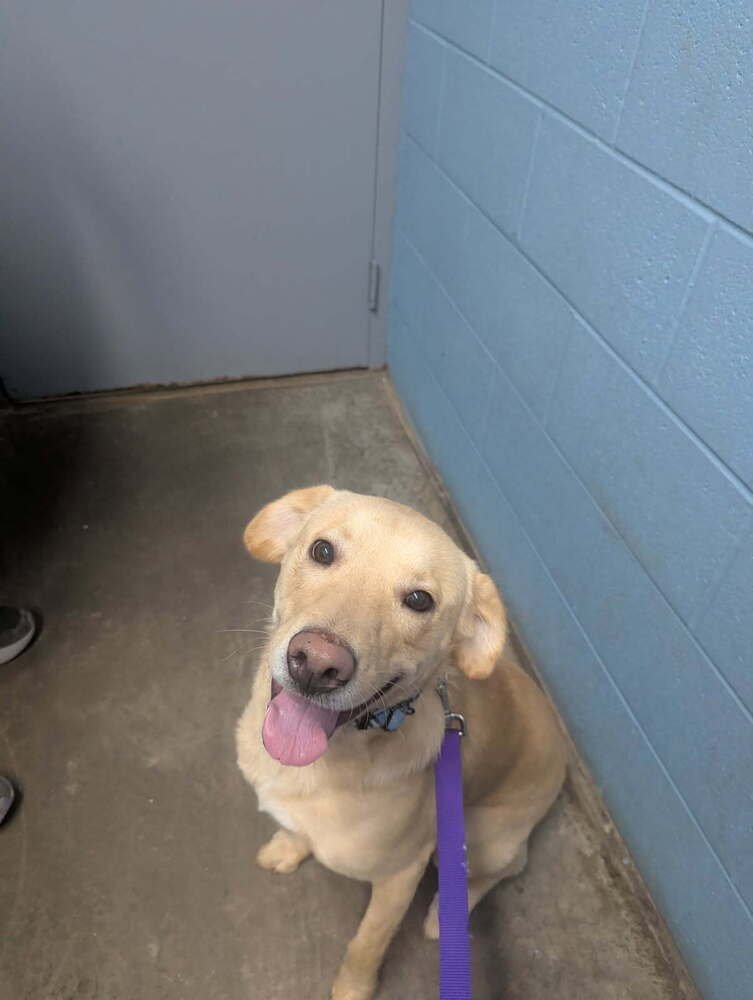 OATS (MAX) - Labrador Retriever available for adoption