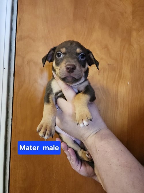 MATER - Pit Bull Terrier available for adoption