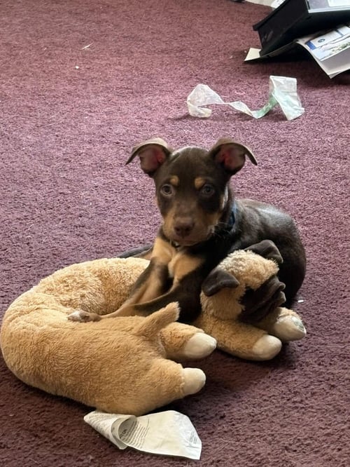 MATER - Pit Bull Terrier available for adoption
