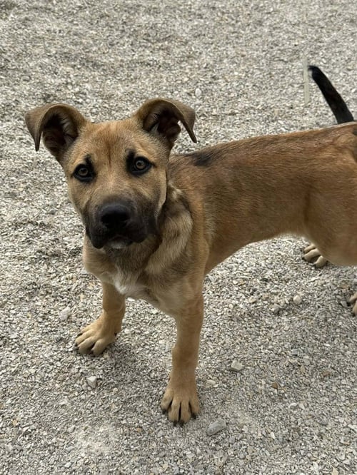 RALEIGH - German Shepherd Dog available for adoption