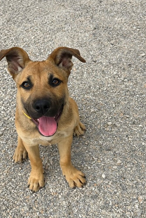 RALEIGH - German Shepherd Dog available for adoption
