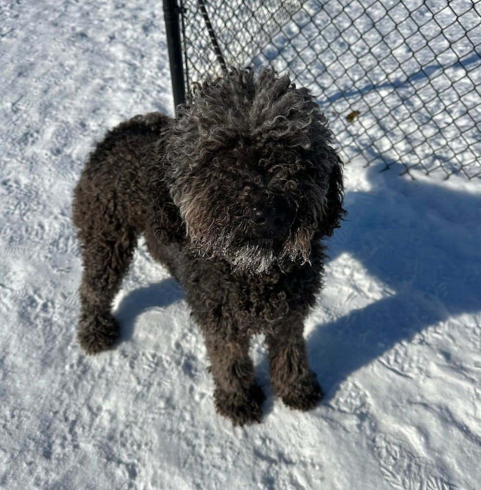 DUSTIN - Poodle (Standard) available for adoption