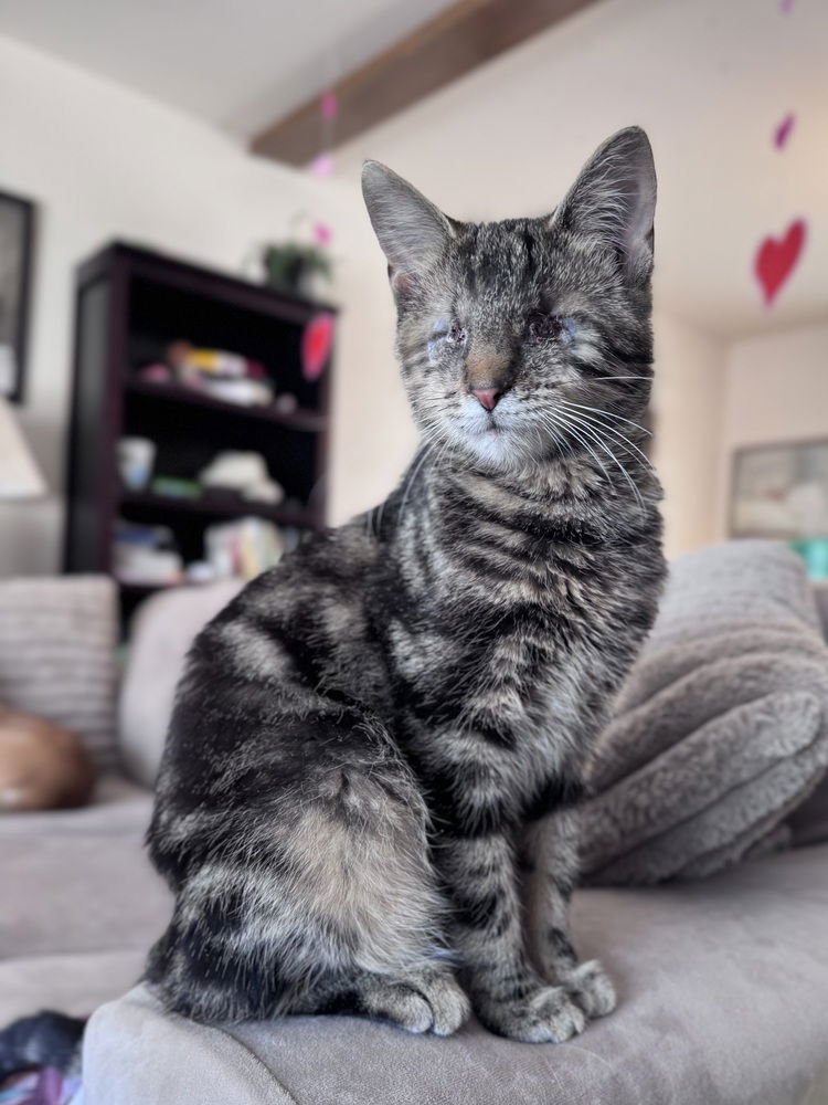 BOCELLI (PREV STEVIE WONDER) - Domestic Short Hair available for adoption