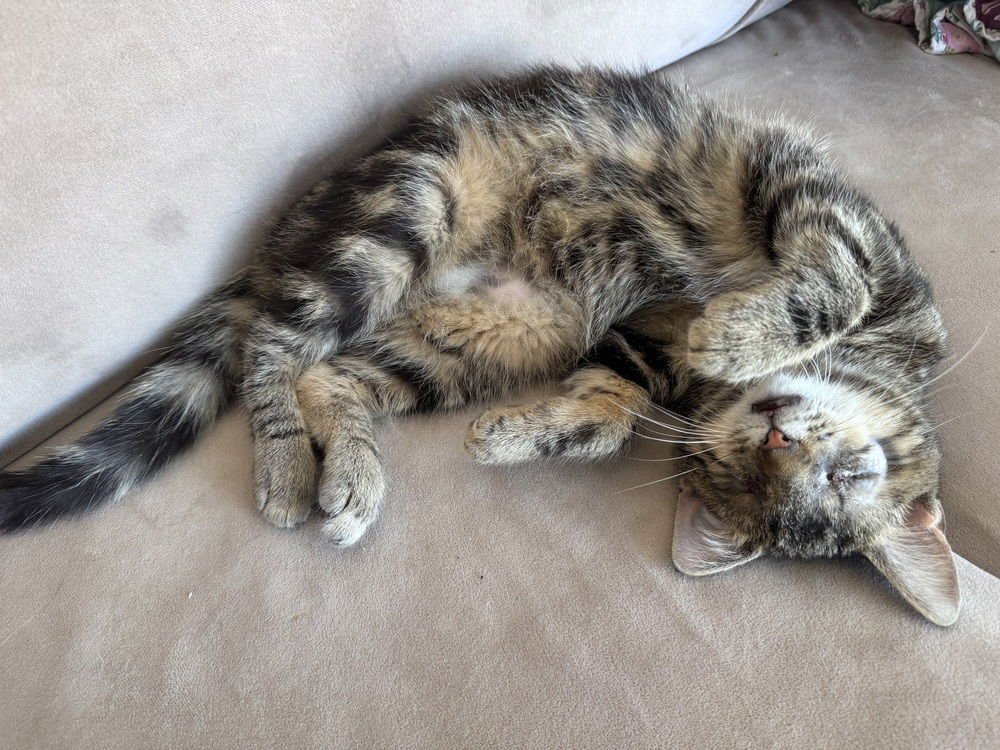 BOCELLI (PREV STEVIE WONDER) - Domestic Short Hair available for adoption