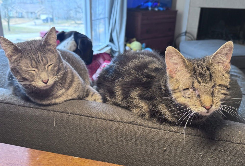 Bocelli (prev Stevie Wonder) - Photo 3