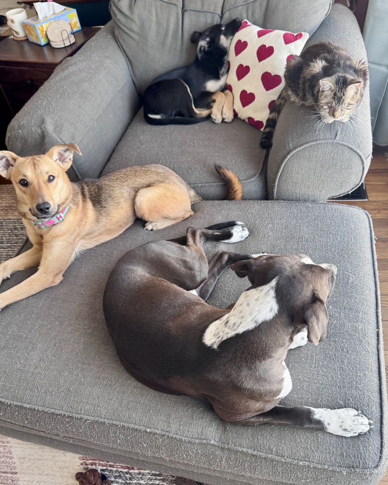 Bocelli (prev Stevie Wonder) - Photo 4