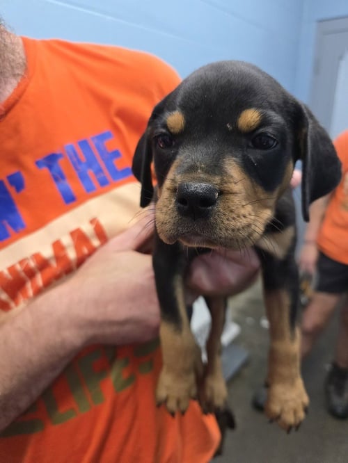 IEASHA - Pit Bull Terrier / Rottweiler available for adoption