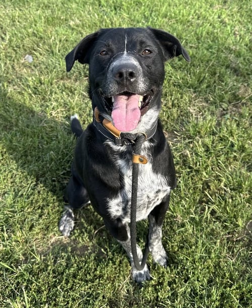CLACK - Pit Bull Terrier available for adoption