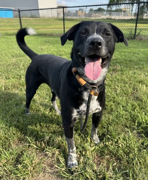 CLACK - Pit Bull Terrier available for adoption
