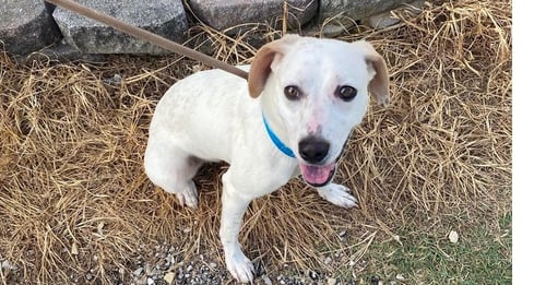 BABY G - Terrier / Terrier available for adoption