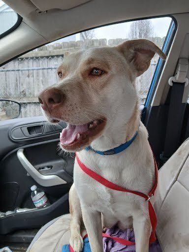 JELLY FISH - Labrador Retriever / Husky available for adoption