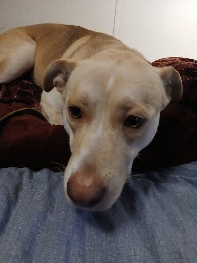 JELLY FISH - Labrador Retriever / Husky available for adoption
