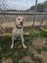 Jelly Fish - Photo 3