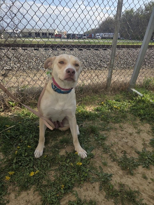 JELLY FISH - Labrador Retriever / Husky available for adoption