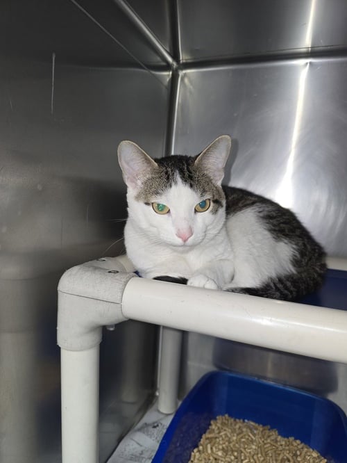 PAPA - Domestic Short Hair available for adoption