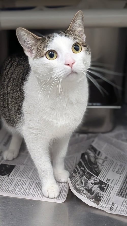 PAPA - Domestic Short Hair available for adoption