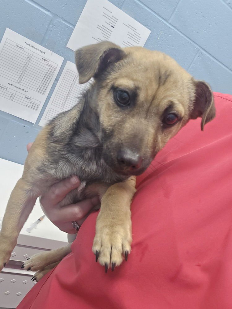 HANS - German Shepherd Dog available for adoption