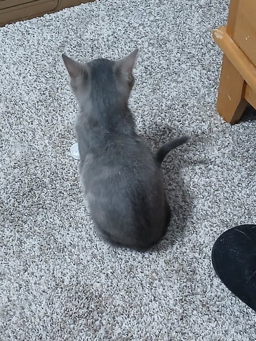 AINU - Domestic Long Hair available for adoption