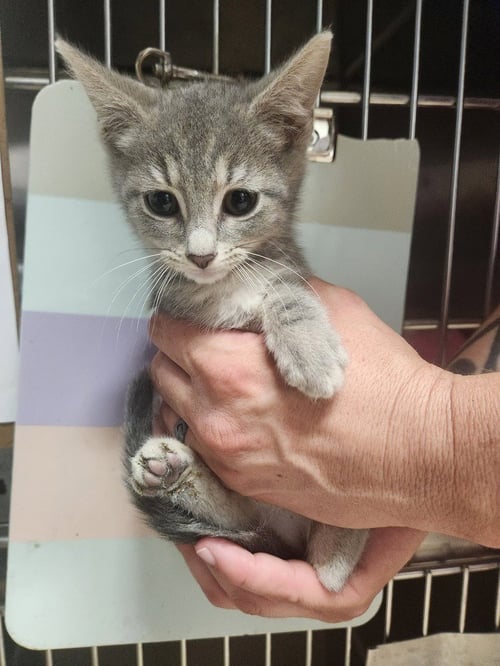 AINU - Domestic Long Hair available for adoption