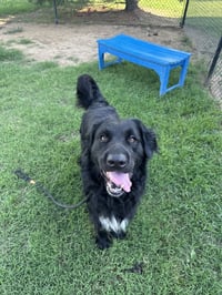 Baloo - Photo 3