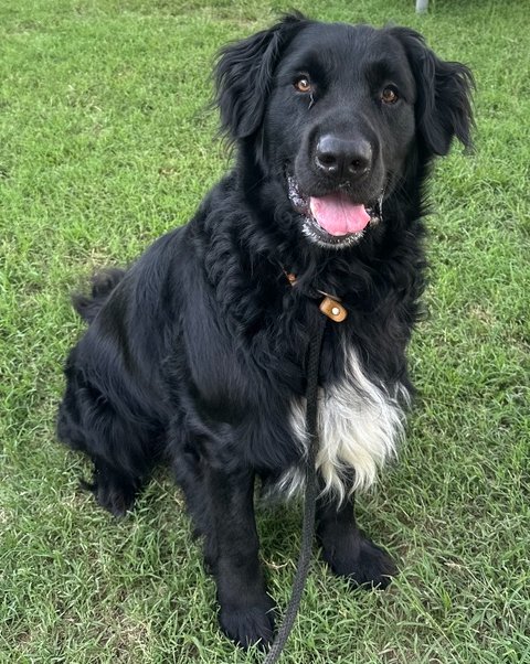 BALOO - Retriever available for adoption