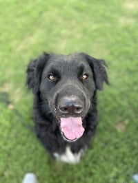 Baloo - Photo 4